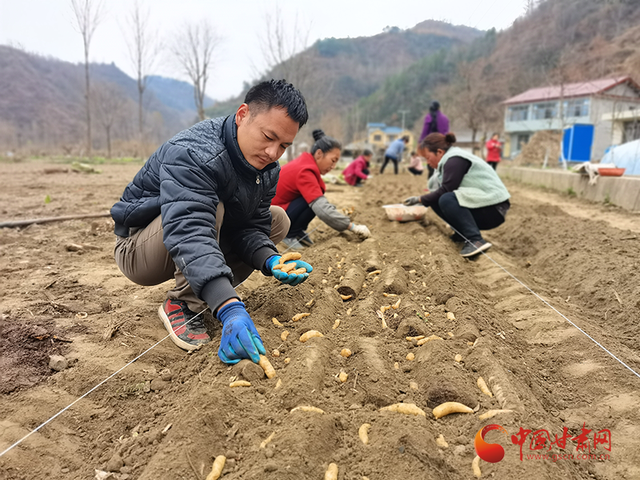 康县大南峪镇：天麻种植带动群众致富