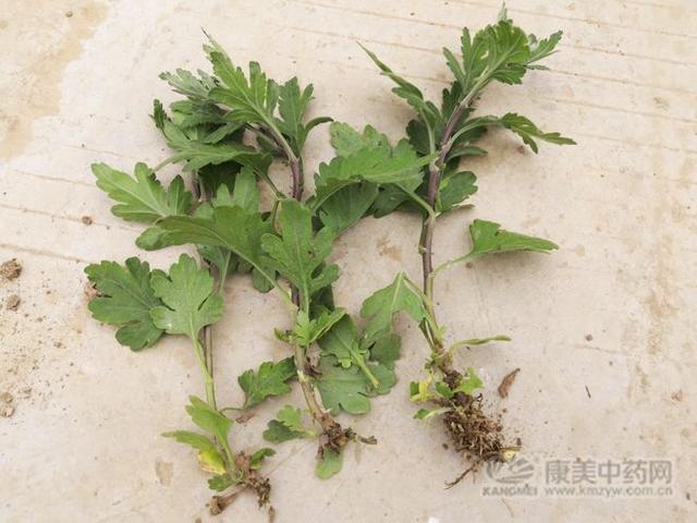 安徽亳州：菊花种植正当时