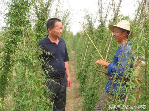 山药后期要想得高产，前期这几项管理很关键！