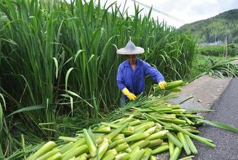 茭白种植后要怎么管理？茭白的管理技术