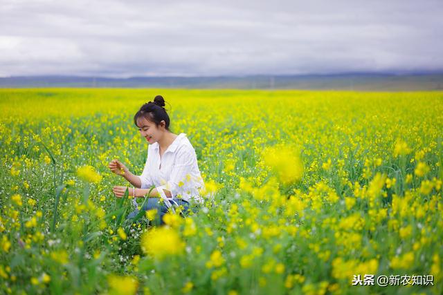 油菜种植，这六个要点，种植户们一定要知道！不妨来看看