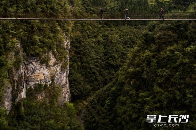 扶贫列传｜长沙女博士湘西龙山“种”蘑菇（视频）