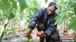 大棚种植西红柿收益(陕西甘泉：冬季大棚内“红果”满园  反季蔬菜促增收)