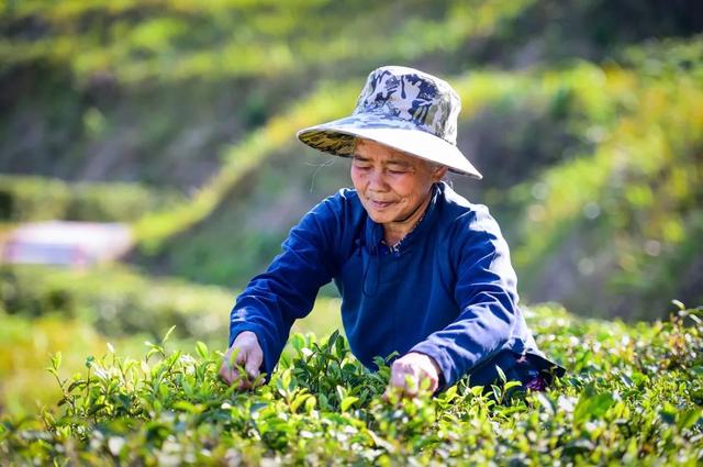 古茶起源在贵州丨望谟：茶界的“大熊猫”