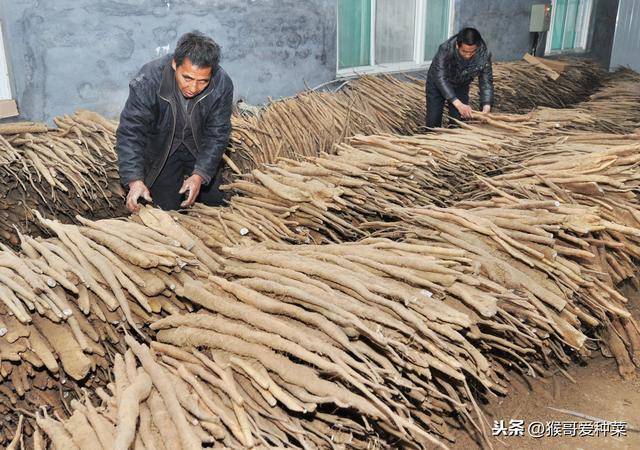 长山药种植，掌握这3步，高产高质不是问题