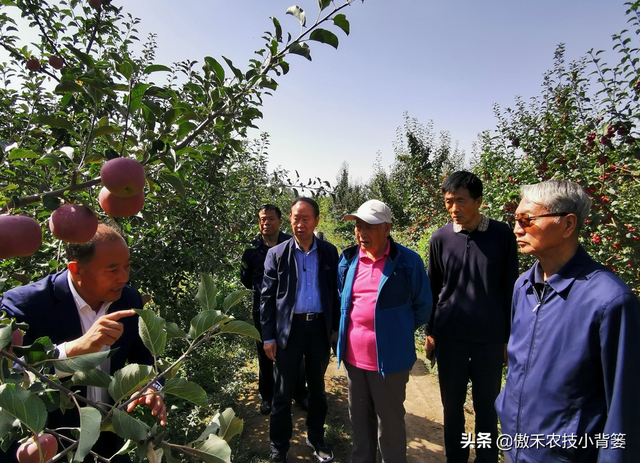 苹果园秋季底肥怎么施效果最好？注意这几点