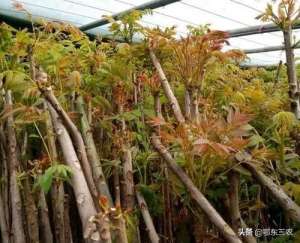 香椿种植大棚图片(农村老人自建大棚种椿芽，已经生长到10厘米长，要卖100元一斤)