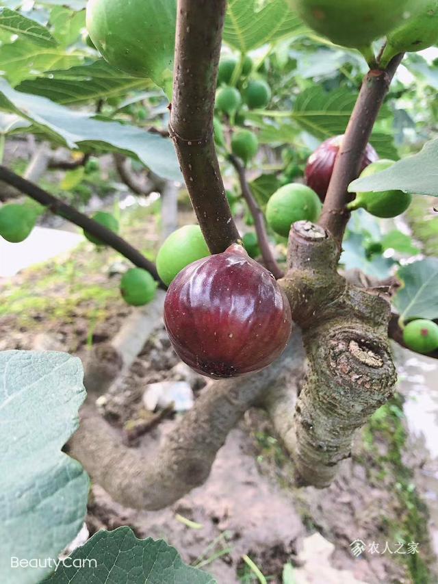 一个金华无花果大神分享一亩销售、采摘、利润的情况