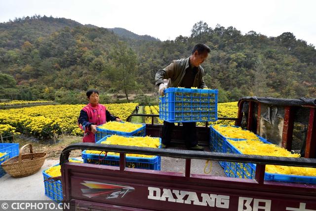 湖北保康：菊花种植助农增收