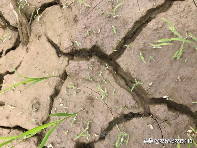 史上最实用、最接地气的水稻高产种植技术（种植大户看了不后悔）