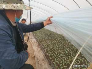 如何种植麒麟西瓜(朱学军：从上海回到青铜峡，返乡创业种植麒麟西瓜1300亩)