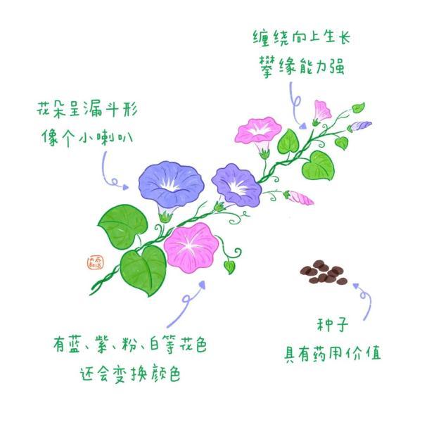 不认识花草？这份花草图鉴收好