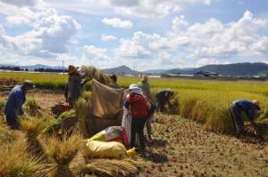 沙漠种植水稻(在迪拜的沙漠里，中国科学家种植成功了水稻……)