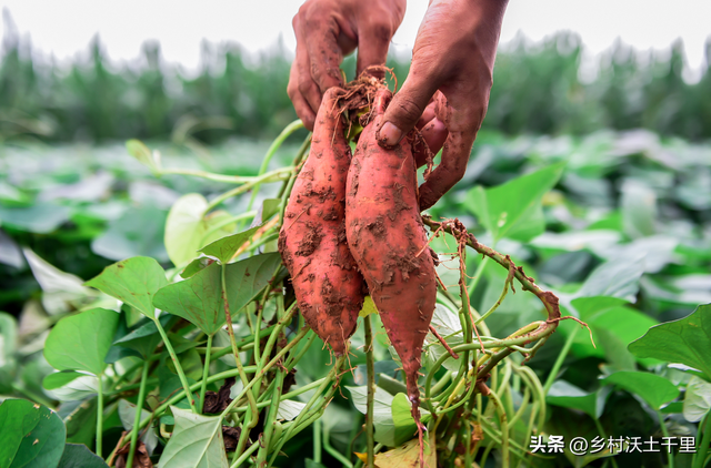 红薯什么时候种植最好？种植红薯要注意哪些问题？老农经验告诉你