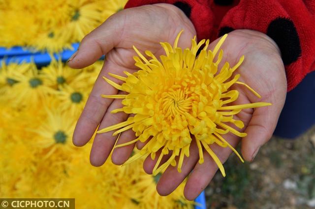 湖北保康：菊花种植助农增收