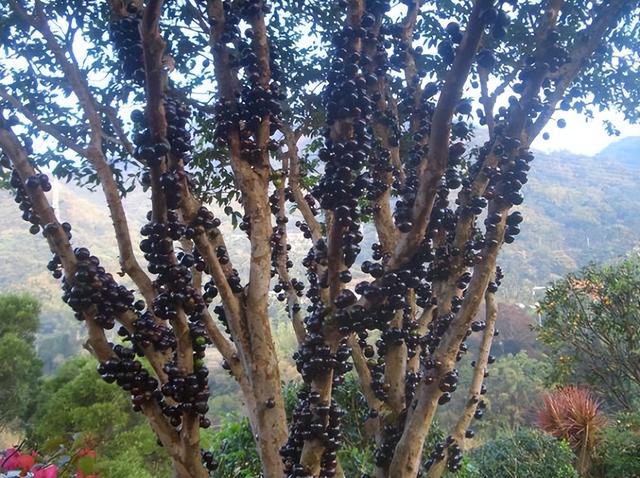 神奇的“树葡萄”，一种水果4种味道，1年多次开花结果，值得种吗