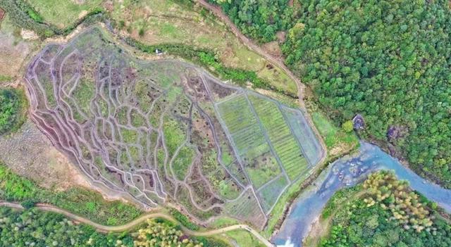 宁德蕉城区种粮大户林张宝：高山上种出“致富稻”