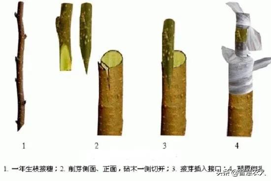 板栗树如何做到当年结果？教你一招，嫁接当年就挂果！