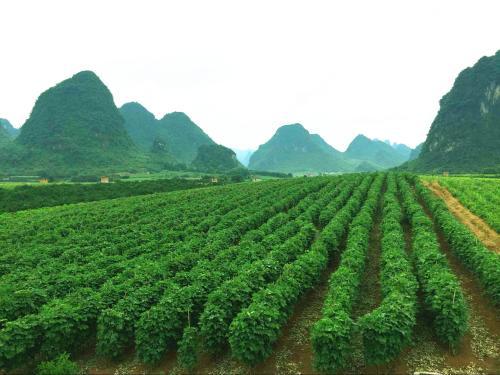 药食两用，煲汤好材料，葛根种植产量惊人