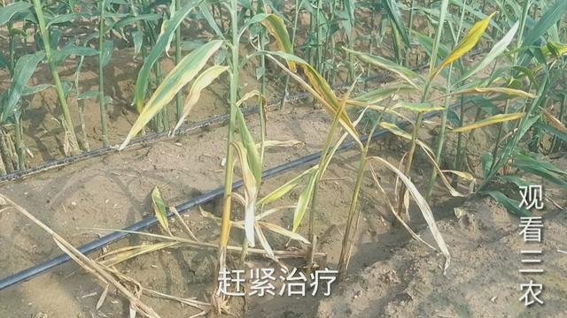 2021年种植大姜，烂脖子病很头疼究竟该怎么办？不能乱用药白花钱