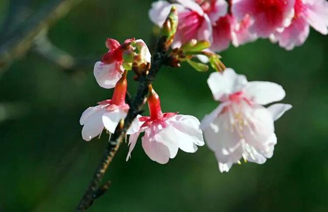 福建山樱花（钟花樱桃）