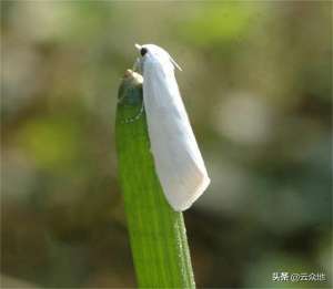 广西马蹄种植技术(荸荠白螟如何防治？熟知白螟发生特点，抓关键时期合理用药防治)