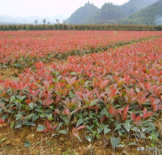 六个新型农业种植项目 好种又好销