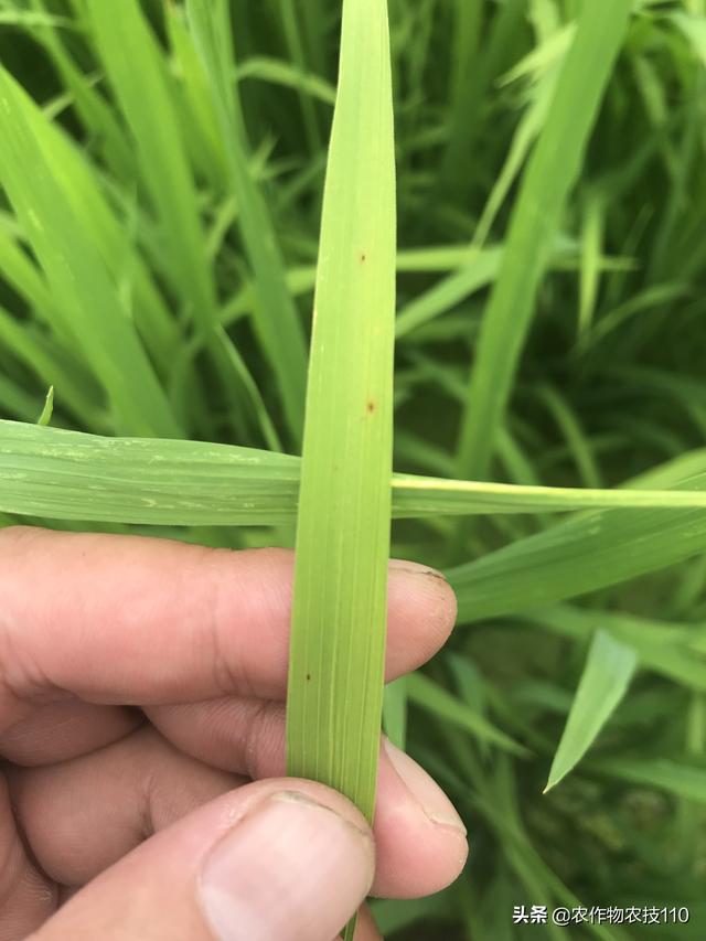 史上最实用、最接地气的水稻高产种植技术（种植大户看了不后悔）