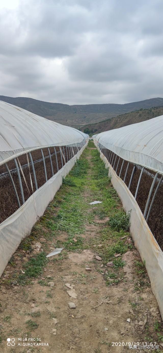 金银花销路不畅，可育苗基地还在大量育苗，有人要吗？