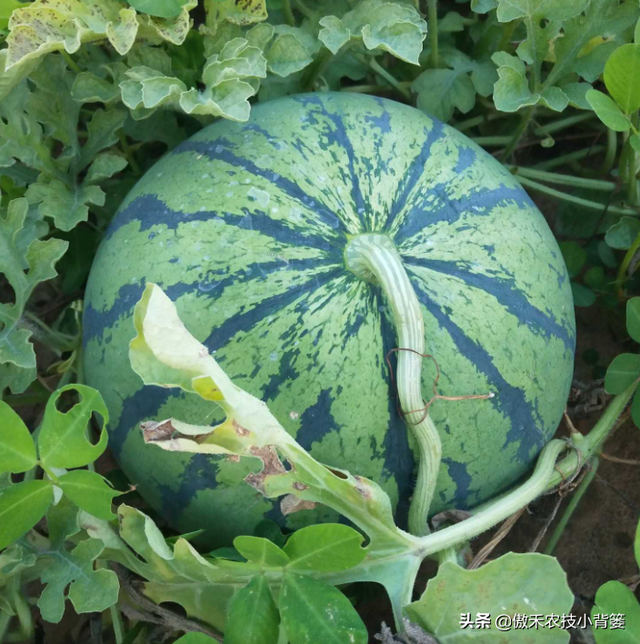 西瓜如何种植才能又大又甜又早上市？