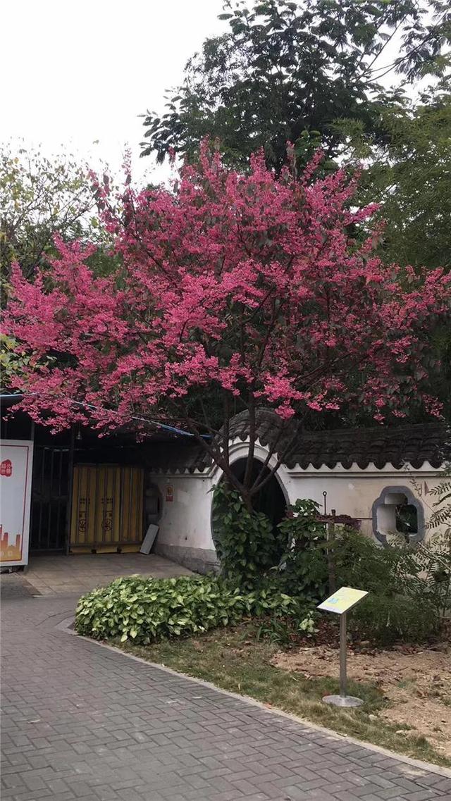 福建山樱花（钟花樱桃）