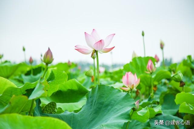 50种不同花卉的简要介绍