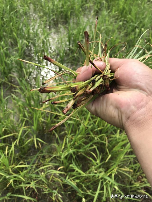 史上最实用、最接地气的水稻高产种植技术（种植大户看了不后悔）