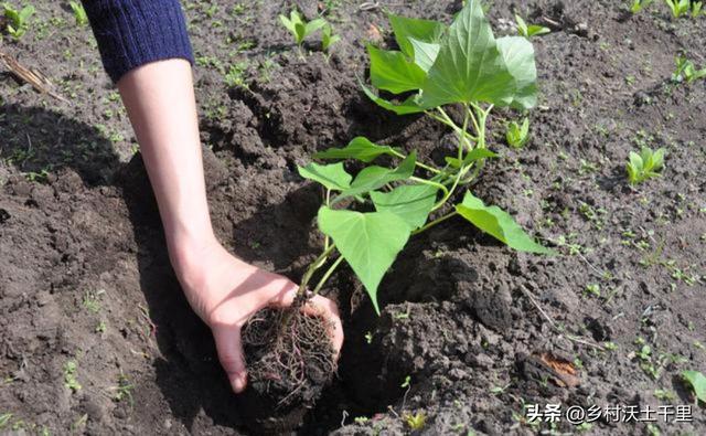 红薯什么时候种植最好？种植红薯要注意哪些问题？老农经验告诉你