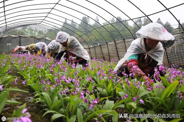 白芨的种植技术及注意事项