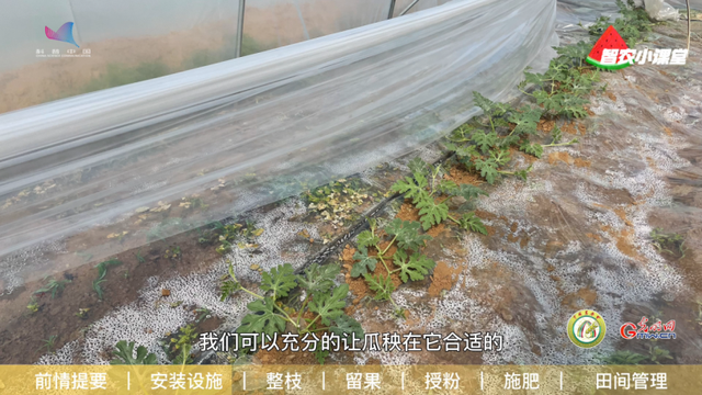 种植设施西瓜如何科学坐瓜授粉？农艺师详解