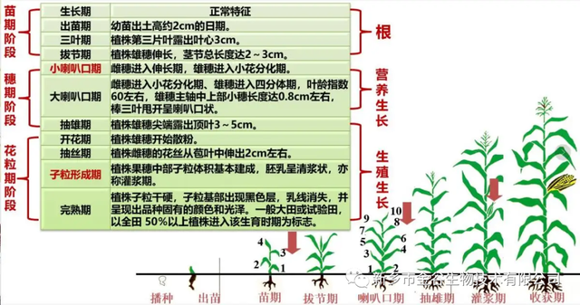 玉米种植技术与管理