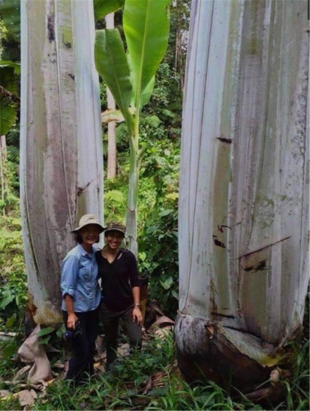 世上没有一个人见过香蕉树，就连种植香蕉的人都没见过