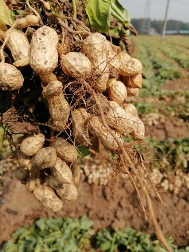 花生栽培对土壤也有要求，进行一下土壤改良，能有更多产量