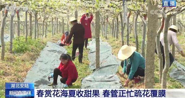 春赏花海夏收甜果 昔日荒草满山坡 今朝梨花一朵朵