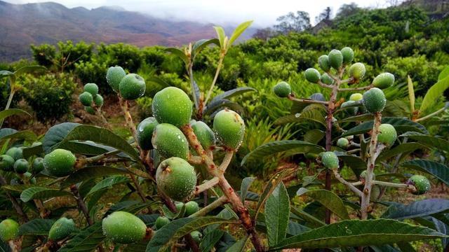 关于枇杷种植，掌握好习性和种植栽培方法，让每年都有一个好收成