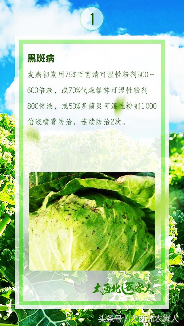 菜农种植甘蓝，黑斑软腐霜霉病等常见病害高效防治