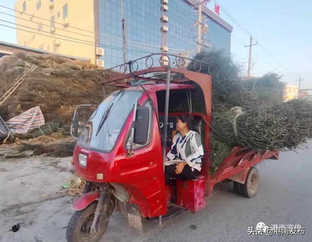 【产业振兴】湛江镇：穿心莲丰收正当时 “苦产业”甜了农户心