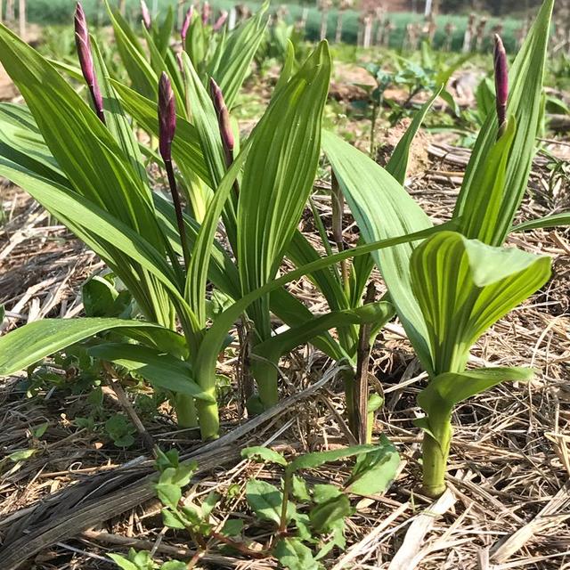 白芨药用资源、仿野生种植技术