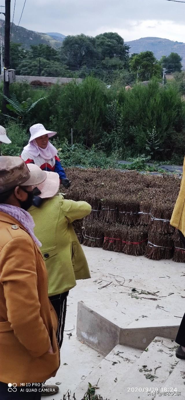 金银花销路不畅，可育苗基地还在大量育苗，有人要吗？