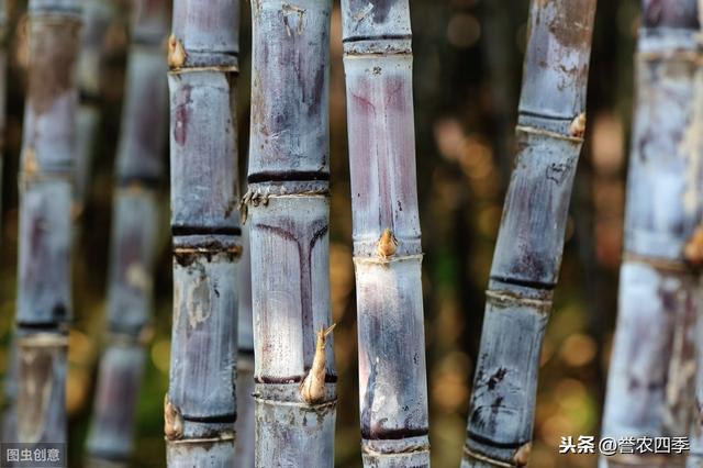 甘蔗栽培技术，种植方法教给大家，想要学习的别错过哟