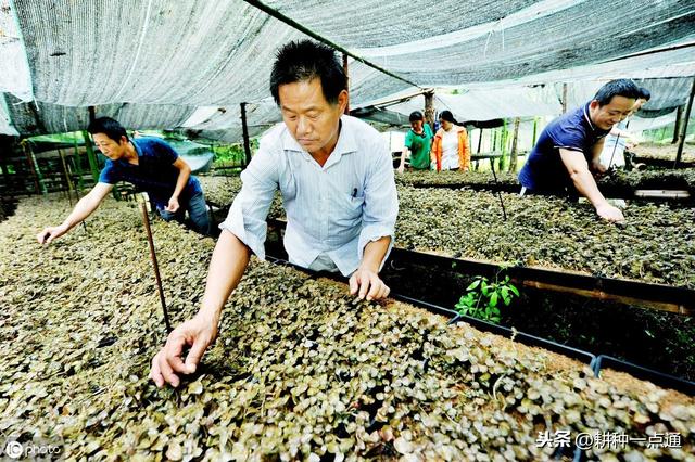 学会种植金线莲让你年收入300万不是问题