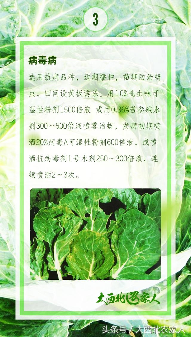 菜农种植甘蓝，黑斑软腐霜霉病等常见病害高效防治