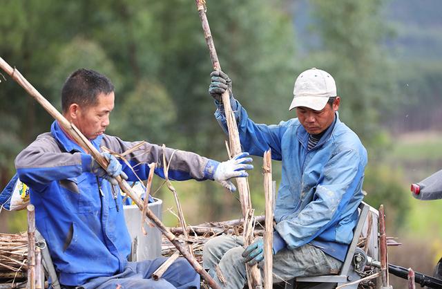 广西上思：不误农时不负春 甘蔗耕种进行时