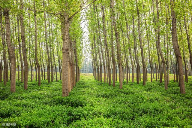 杨树种植栽培技术及病虫害防治措施，促进杨树更好更快的健康生长